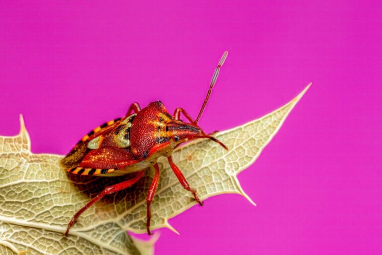 Biodiversity Sustainability Pest Control S.L en Bilbao: Control de…